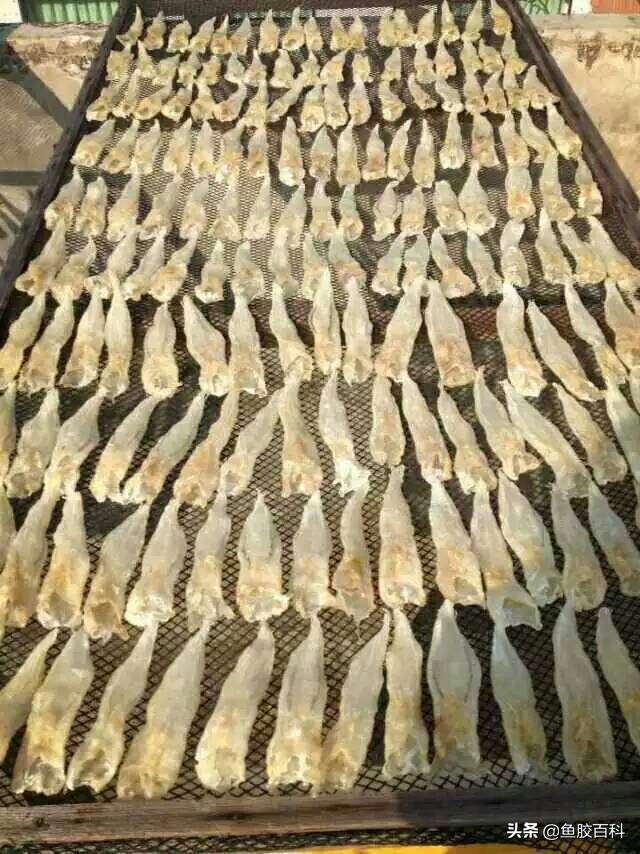 花胶如何晒制,鱼胶花胶怎么样才算好