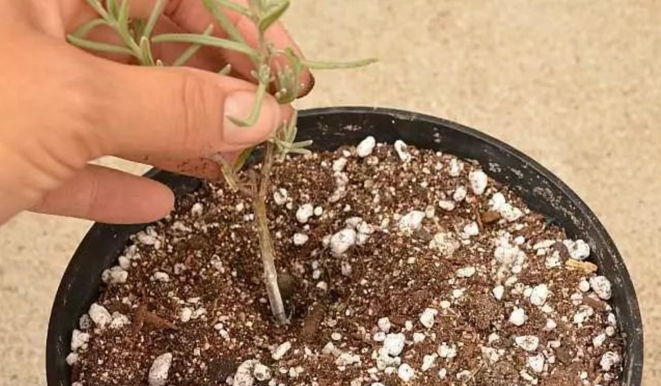 薰衣草扦插苗和原生苗哪个好,薰衣草扦插繁殖详细教程图解