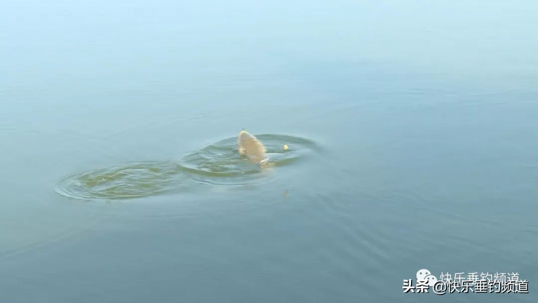 野钓绝招大全视频,野钓10大关键技巧
