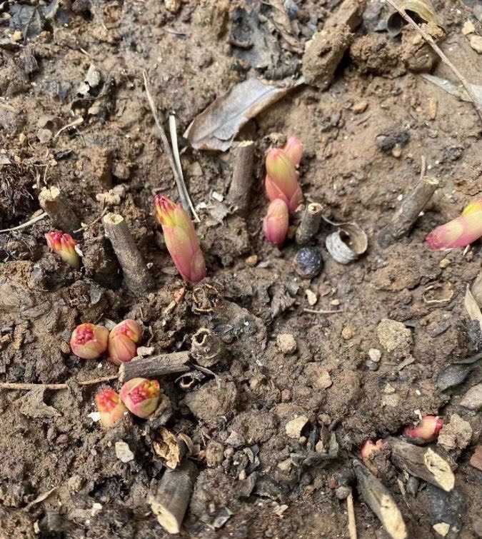 盆栽芍药怎么养用什么肥,盆栽芍药夏天怎么养