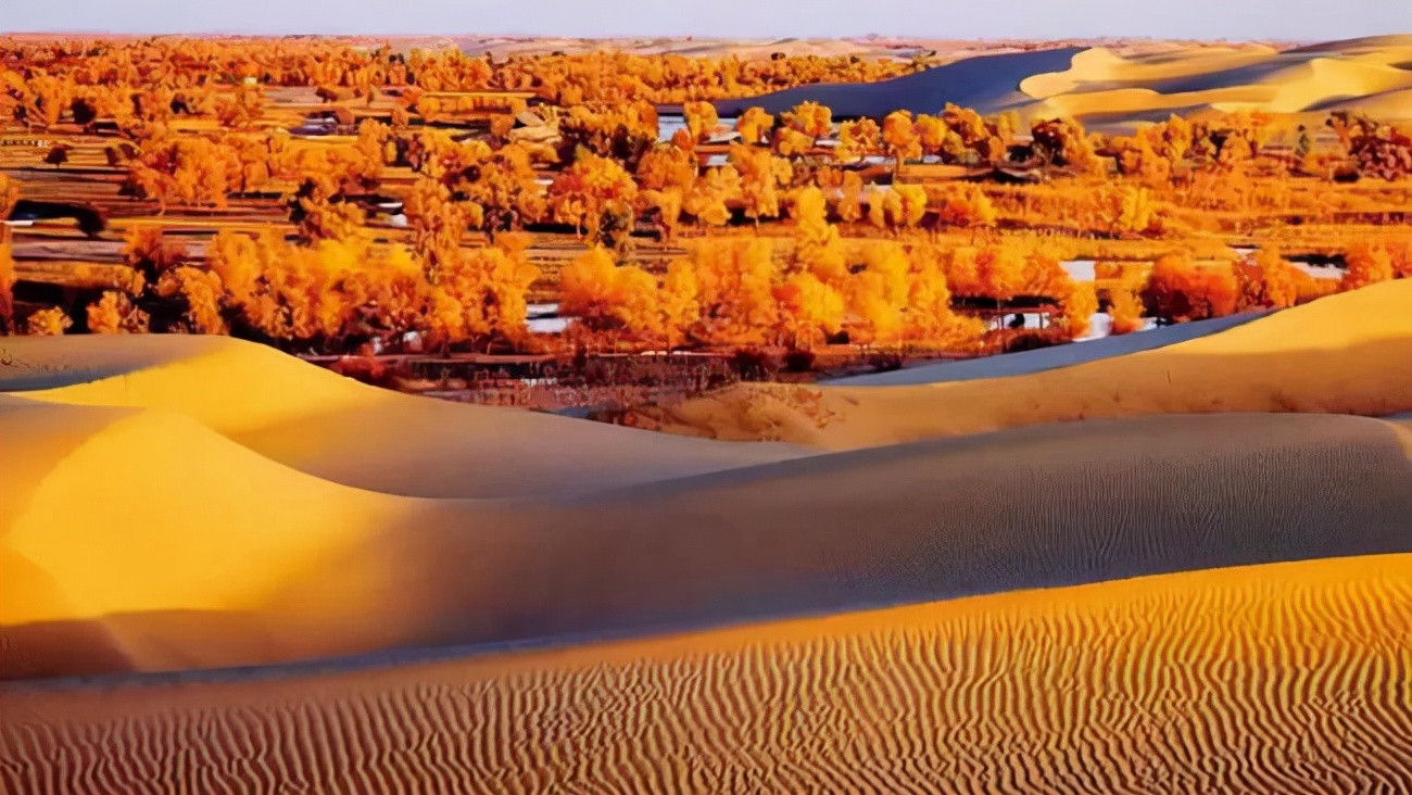 *疆新**男子沙漠5亩池塘养澳洲淡水虾,个头比手掌大,亩利润达万元