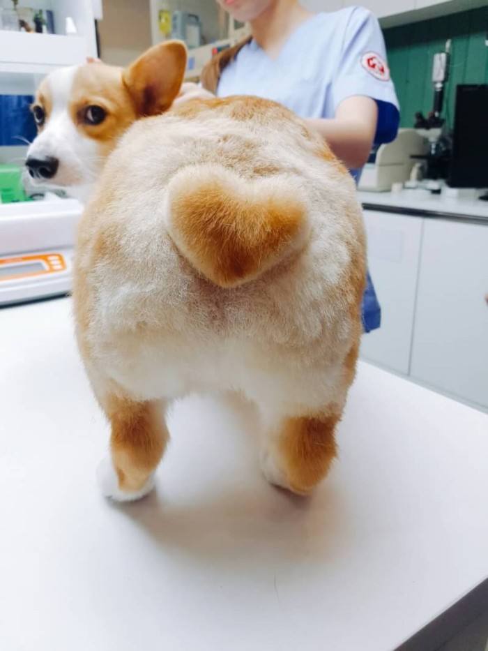 小柯基犬饲养方法求回答,柯基犬饲养照顾全攻略