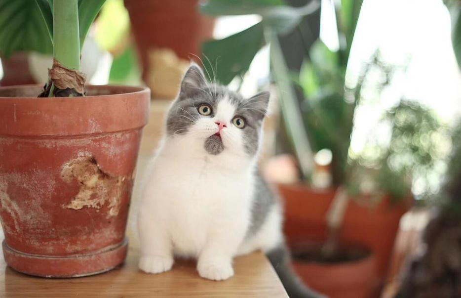 很可怕的5种猫不建议饲养,这5种猫很可怕一般不建议饲养