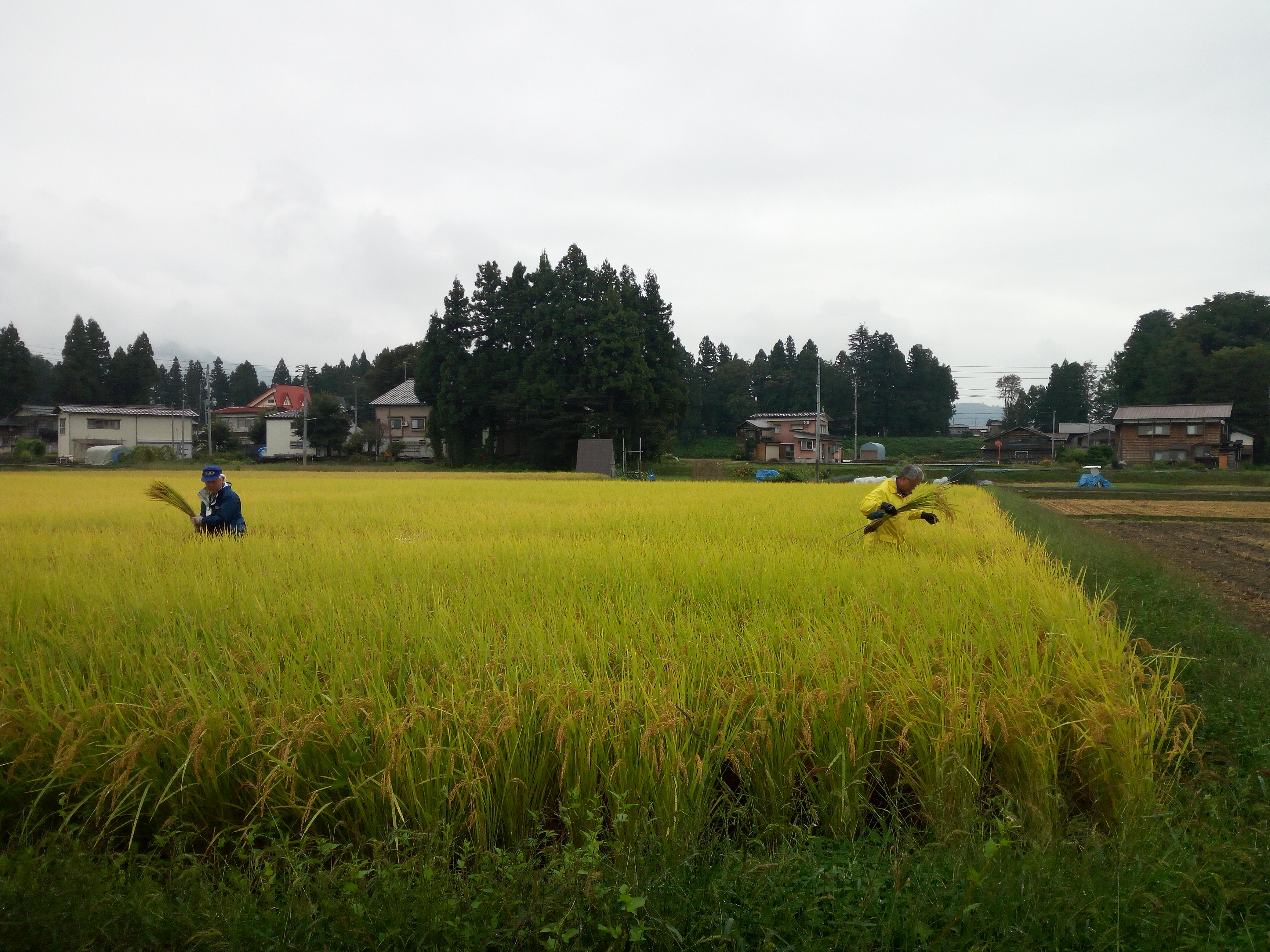 1公斤70元!日本大米在我国收智商税,还是物有所值?