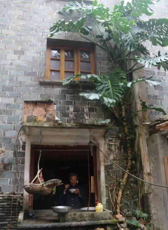 90岁的阿婆，养了株20年的龟背竹，冲上三层楼！霸气镇宅！