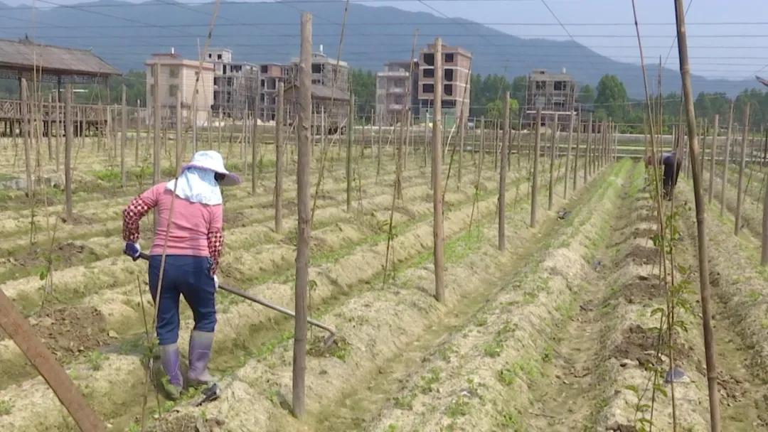 长泰的发展趋势,长泰发展前景怎么样