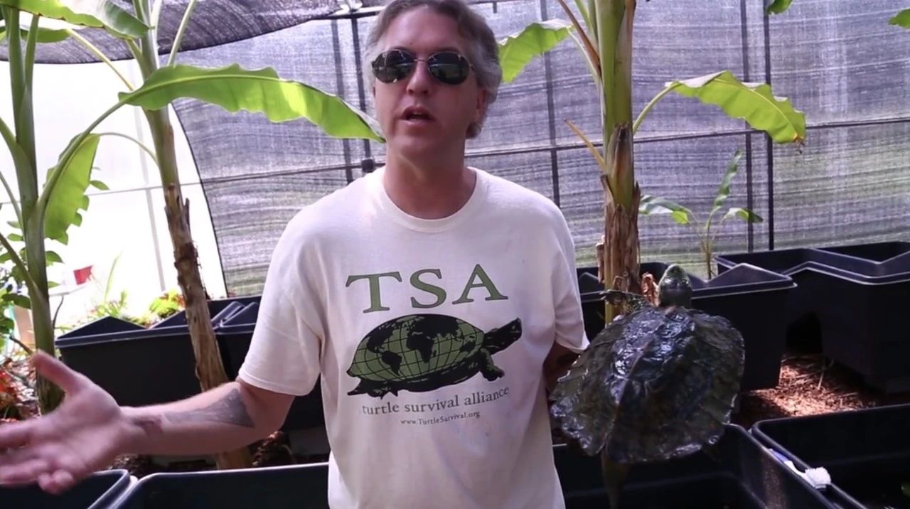 TSA这次聊的龟，连维基百科都没有完整介绍——苏拉威西白头龟