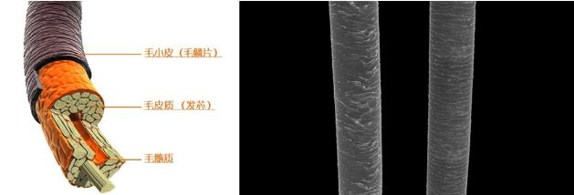 戚薇袁咏仪推荐的洗发水,袁咏仪推荐好用洗发水