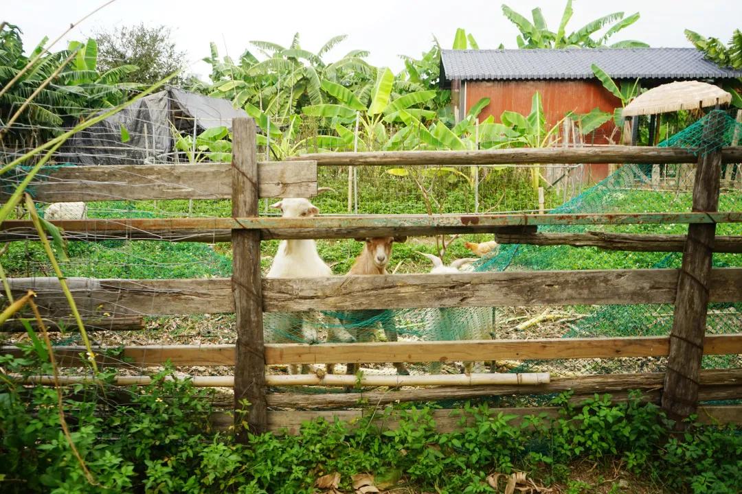 广东十大亲子农场,陈村亲子农场推荐