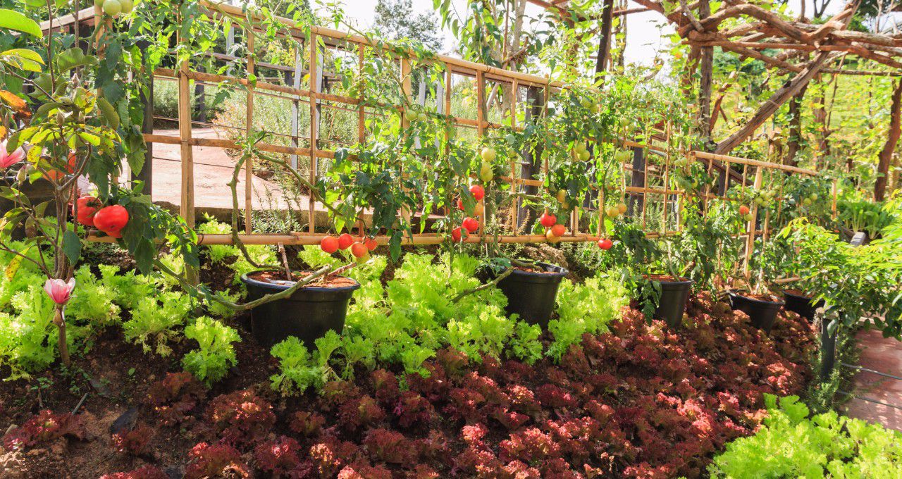 露台种菜种植技术和方法,种菜的方法简单又好看