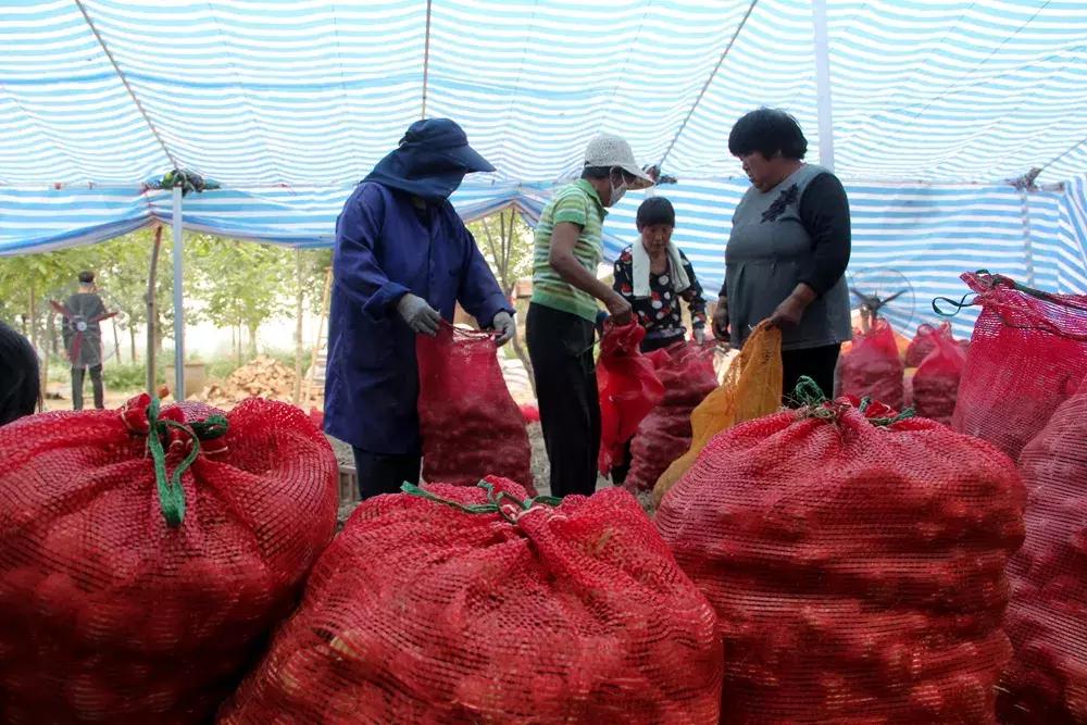 大蒜最好的新品种种子,大蒜种子大全100款