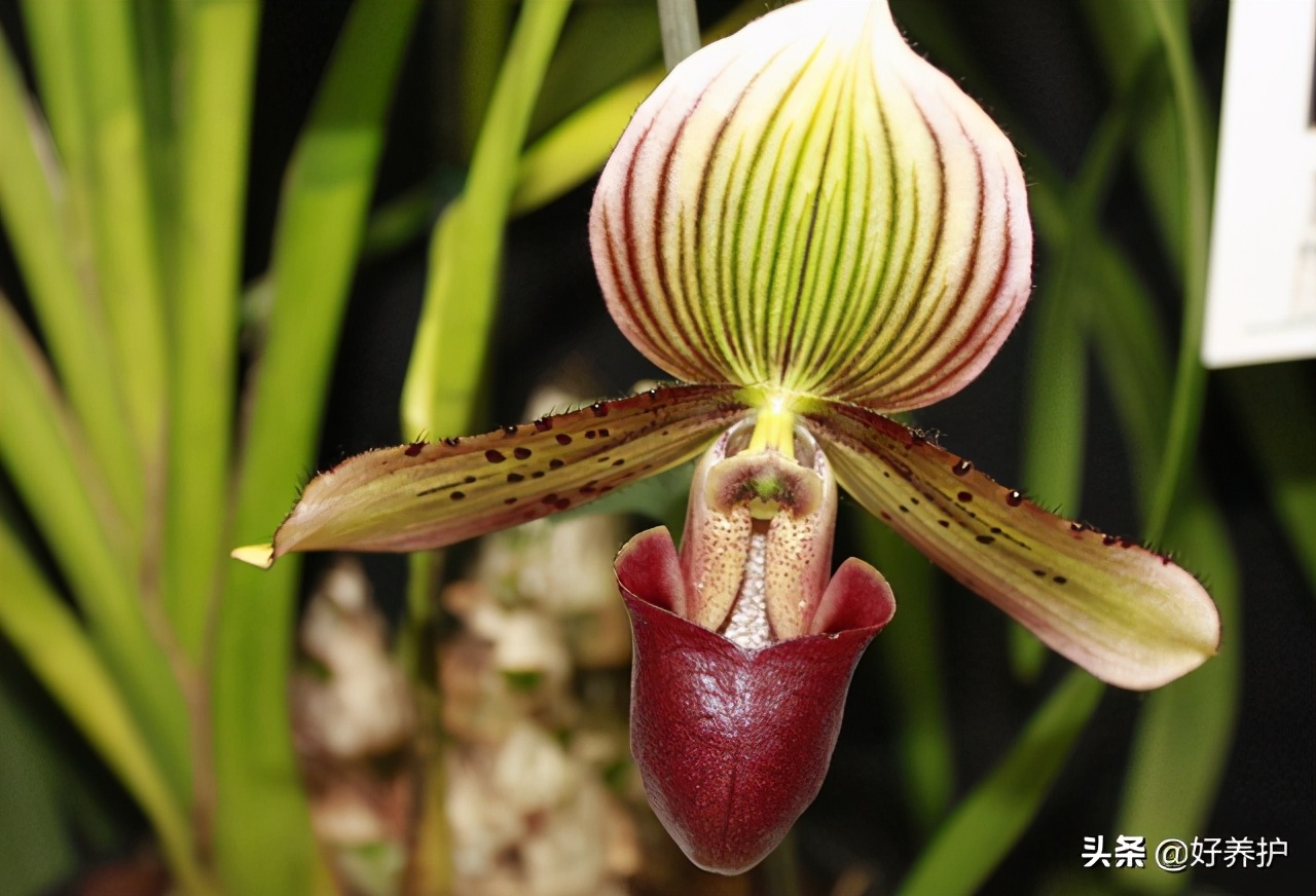最好养的六种兰花中哪种最耐寒,最耐暴晒的兰花