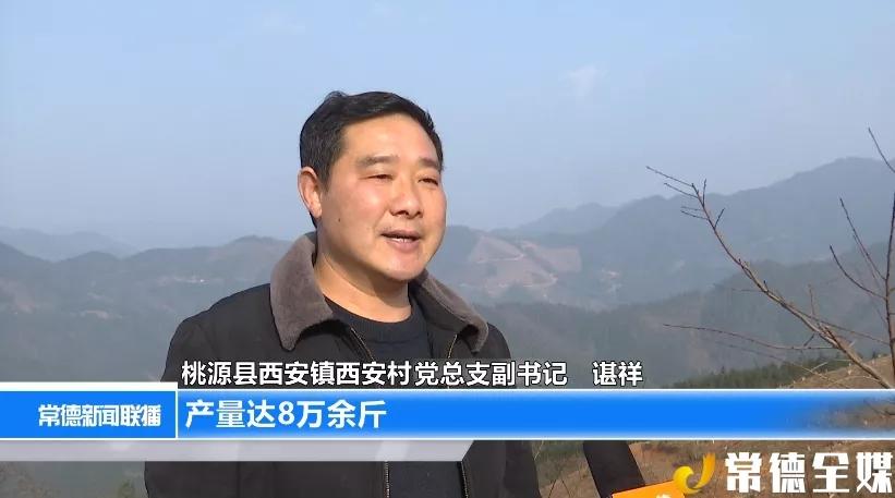 桃源西安镇有黄桃，有锥栗，还有扶贫车间，老百姓安居乐业