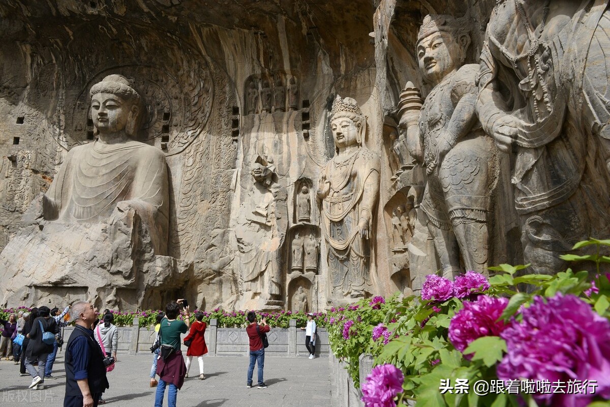 国色天香洛阳牡丹基地,牡丹国色天香品种介绍