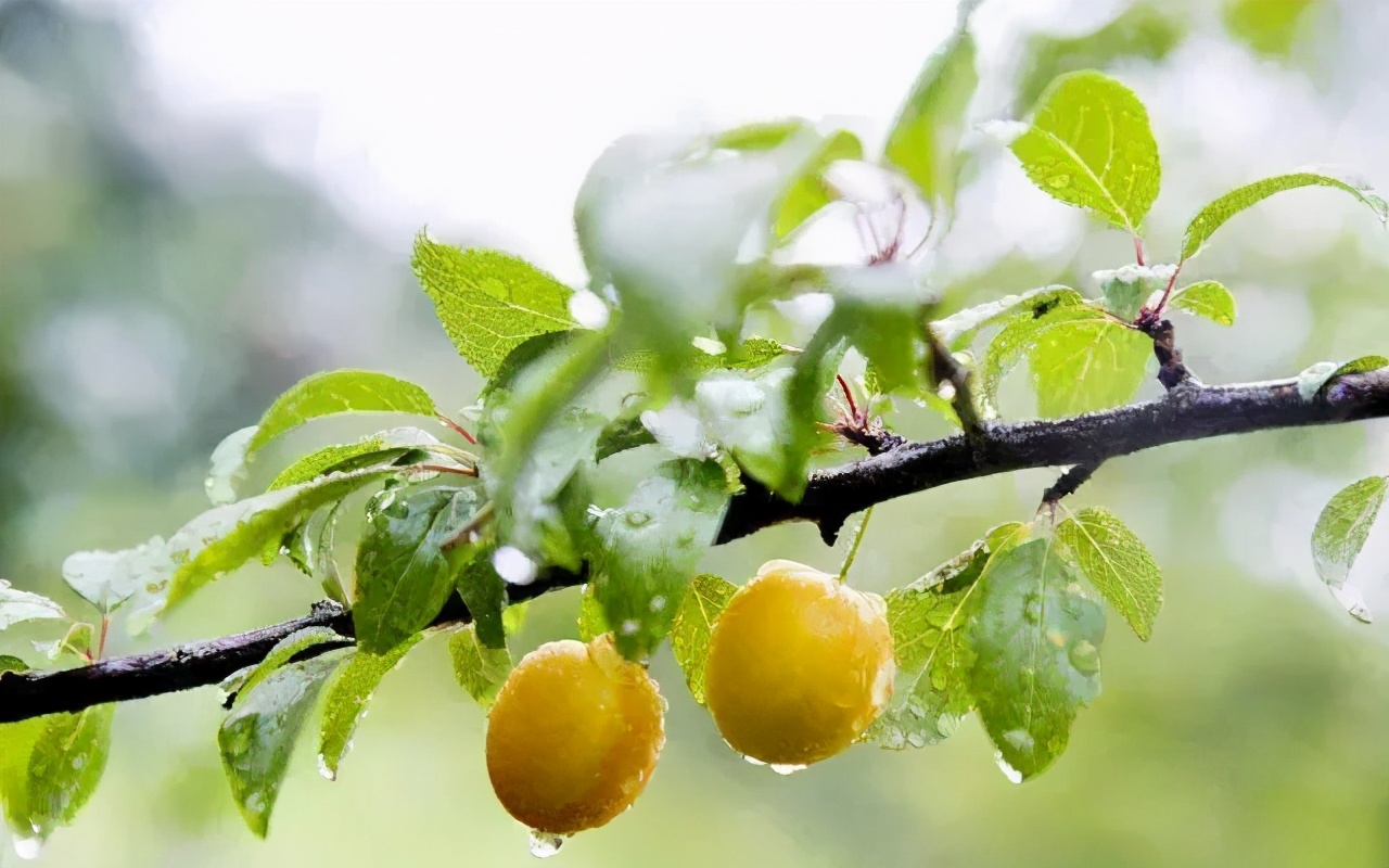 小满将至,夏风习习,品几首小诗,感悟夏日乡村的野趣之美