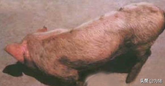猪瘫痪是什么,猪瘫痪几个阶段