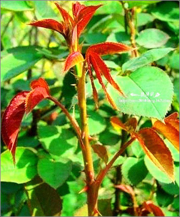 舌尖上的美食儿时的味道找了好久,有一种美食叫做童年回忆