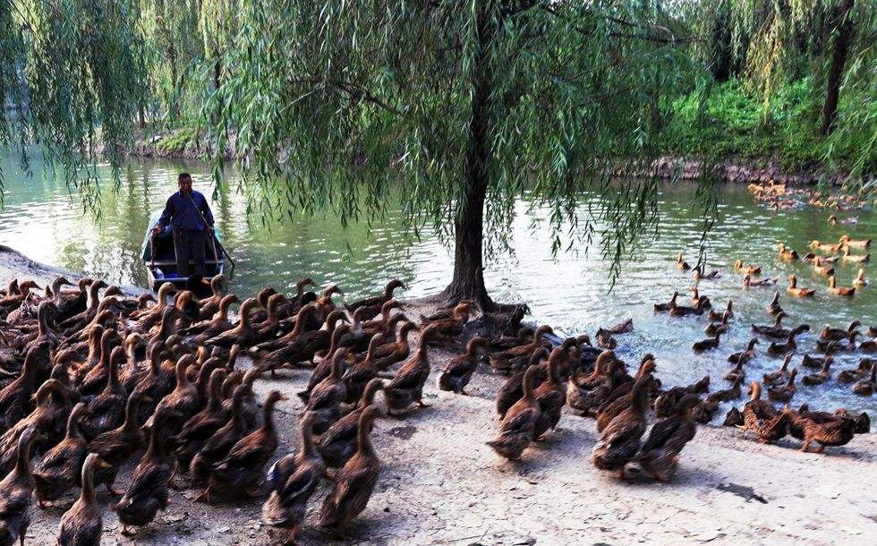 盛产双黄蛋的鸭,特色鸭种蛋