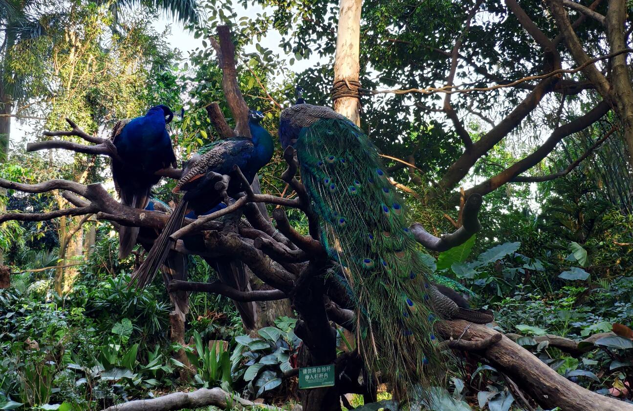 2019广州长隆动物园有哪些动物,广州长隆动物园多少个动物