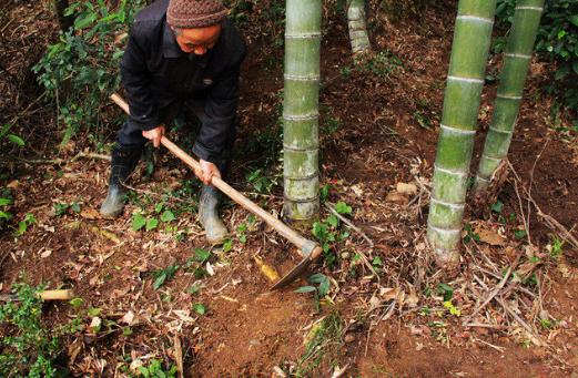 冬笋为什么都是三斤五斤起卖,冬笋一斤有多少肉