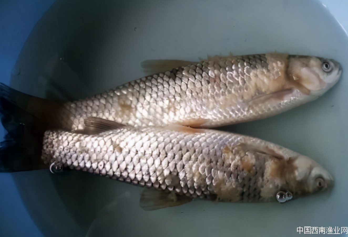 金鱼低温水霉病怎么治,低温水霉病怎么治