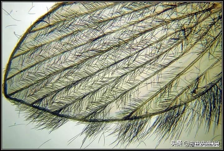 蹲便厕所小飞虫如何彻底消除,怎样消除厕所里的飞虫