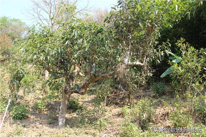 云南南糯山普洱茶口感与特点详解,云南南糯山普洱茶饼生茶357克