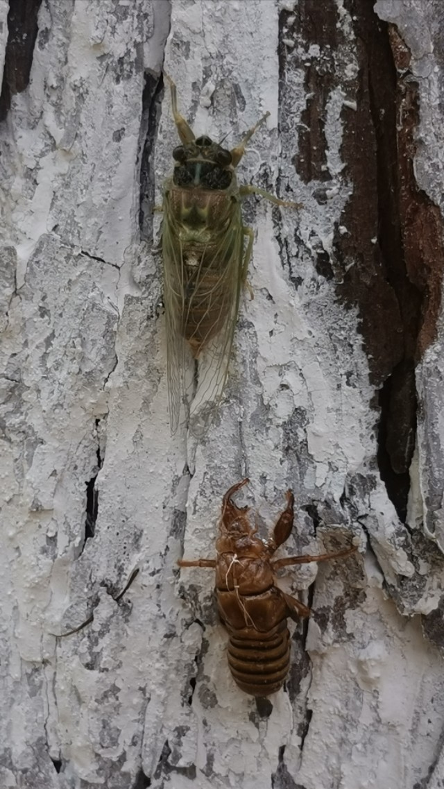 金蝉脱壳记原文,金蝉脱壳记