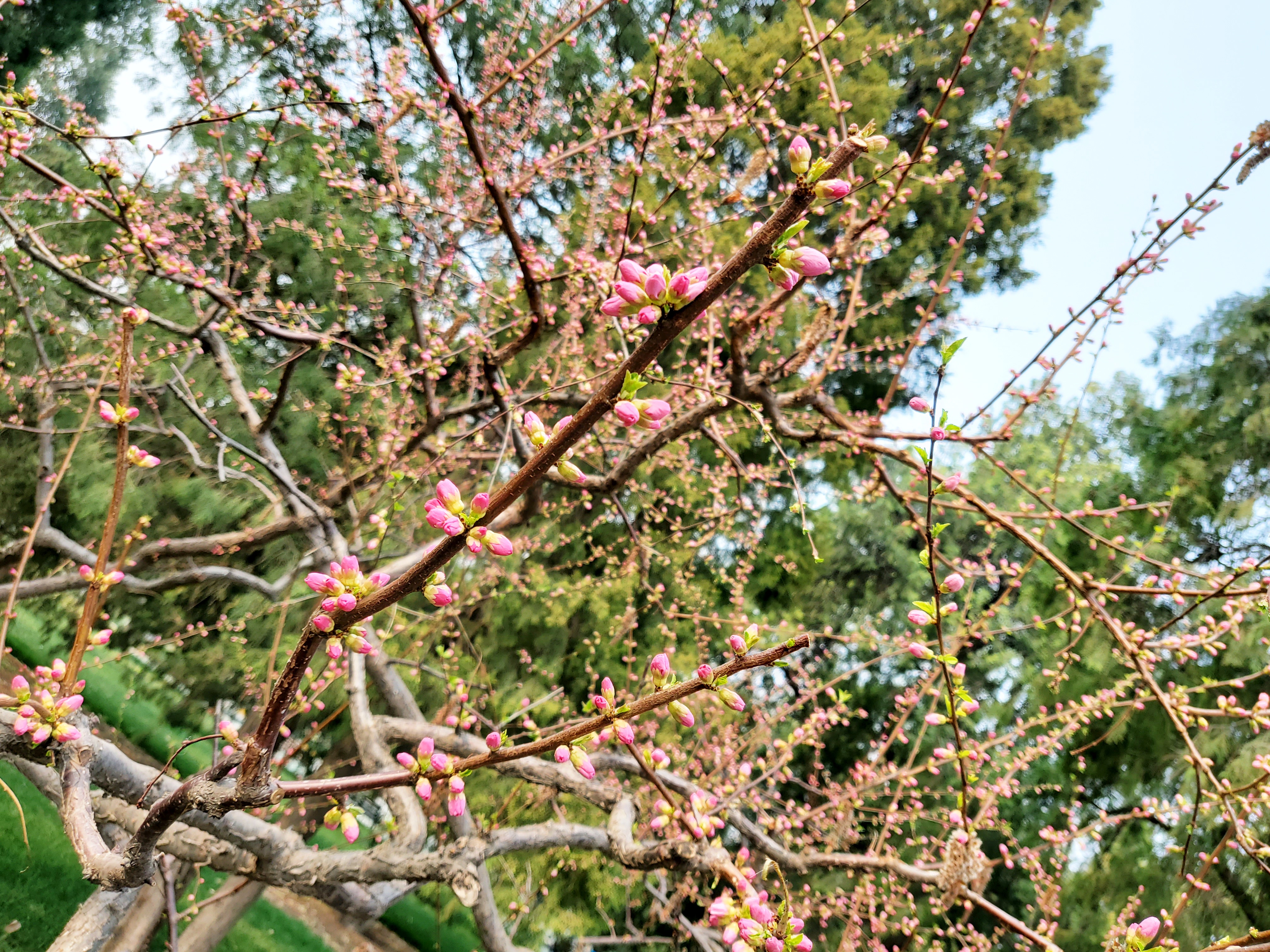 清波一勺买千钱？不能为武汉下一场樱花雨，不妨在这儿品百花香