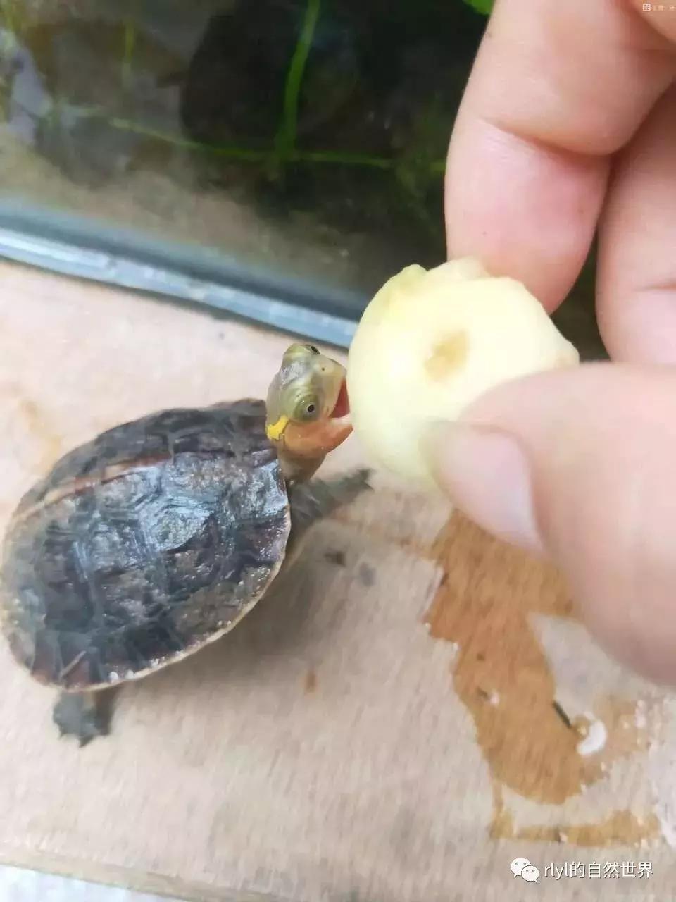 黄缘龟多大可以进环境造景,黄缘龟造景用陶粒还是火山石