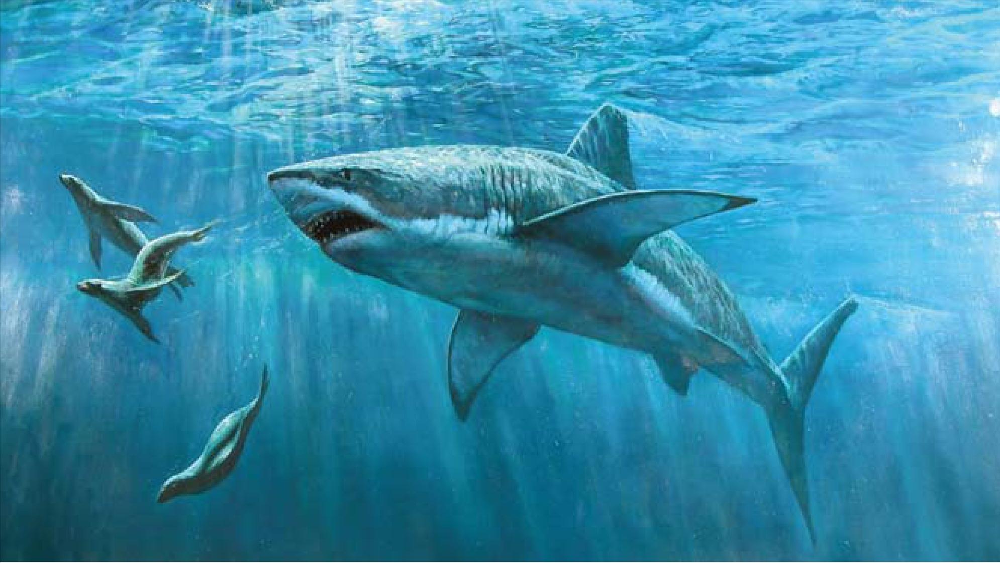 巨型大白鲨真的存在吗,最可怕的巨型大白鲨