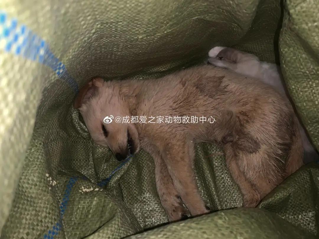 宠物邮寄托运流程,邮寄宠物用什么托运公司