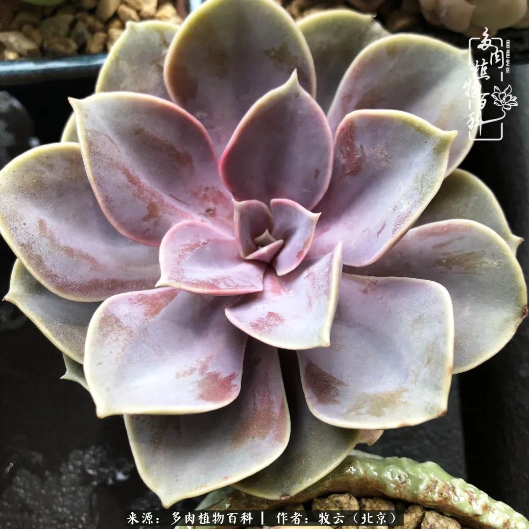 日常生活中常见的多肉植物,多肉植物神奇之处