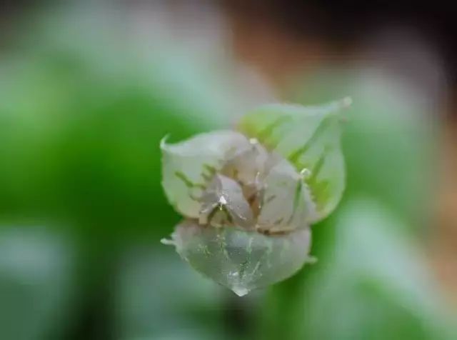 多肉花剑是个宝,多肉花剑可以干什么