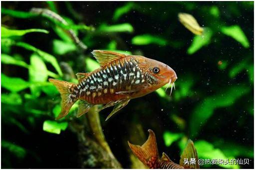 哪种鼠鱼不吸鱼还好养,水中生物老鼠