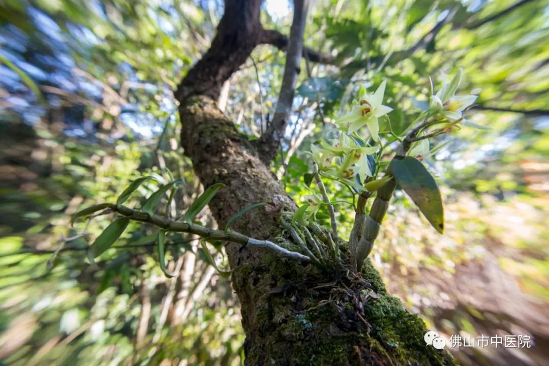 鐭虫枦鐩婅儍鐢熸触婊嬮槾娓呯儹,涓婂搧浠欒崏鐭虫枦鐨勫姛鏁堜笌浣滅敤