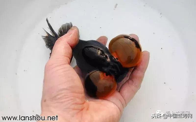 生命力最大的金鱼品种有哪些,十大最好的金鱼品种