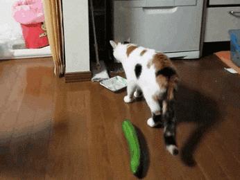 养了十多天的猫猫想抱它要怎么做,养了两年的猫怎么教