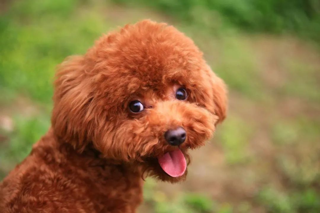 狗狗颜值排行榜你家狗子上榜了吗,狗界颜值排行萨摩耶