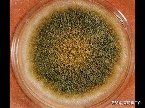 如果你不小心吃到发霉的食物,如果你不小心吃了发霉的面包