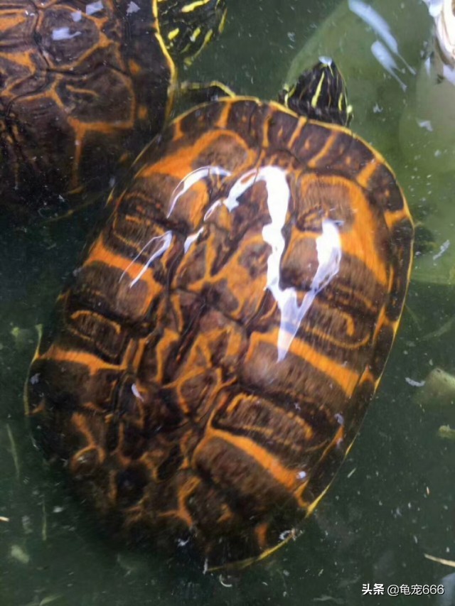 哪种乌龟不容易腐皮腐甲,乌龟腐皮腐甲烂用什么药