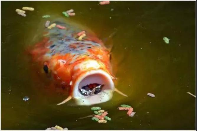 养锦鲤水变绿对鱼有影响吗,锦鲤鱼池水变绿如何处理