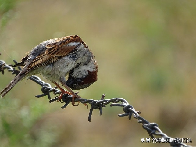 辟谣！人为什么不养麻雀？是因为麻雀气性大，养不活？