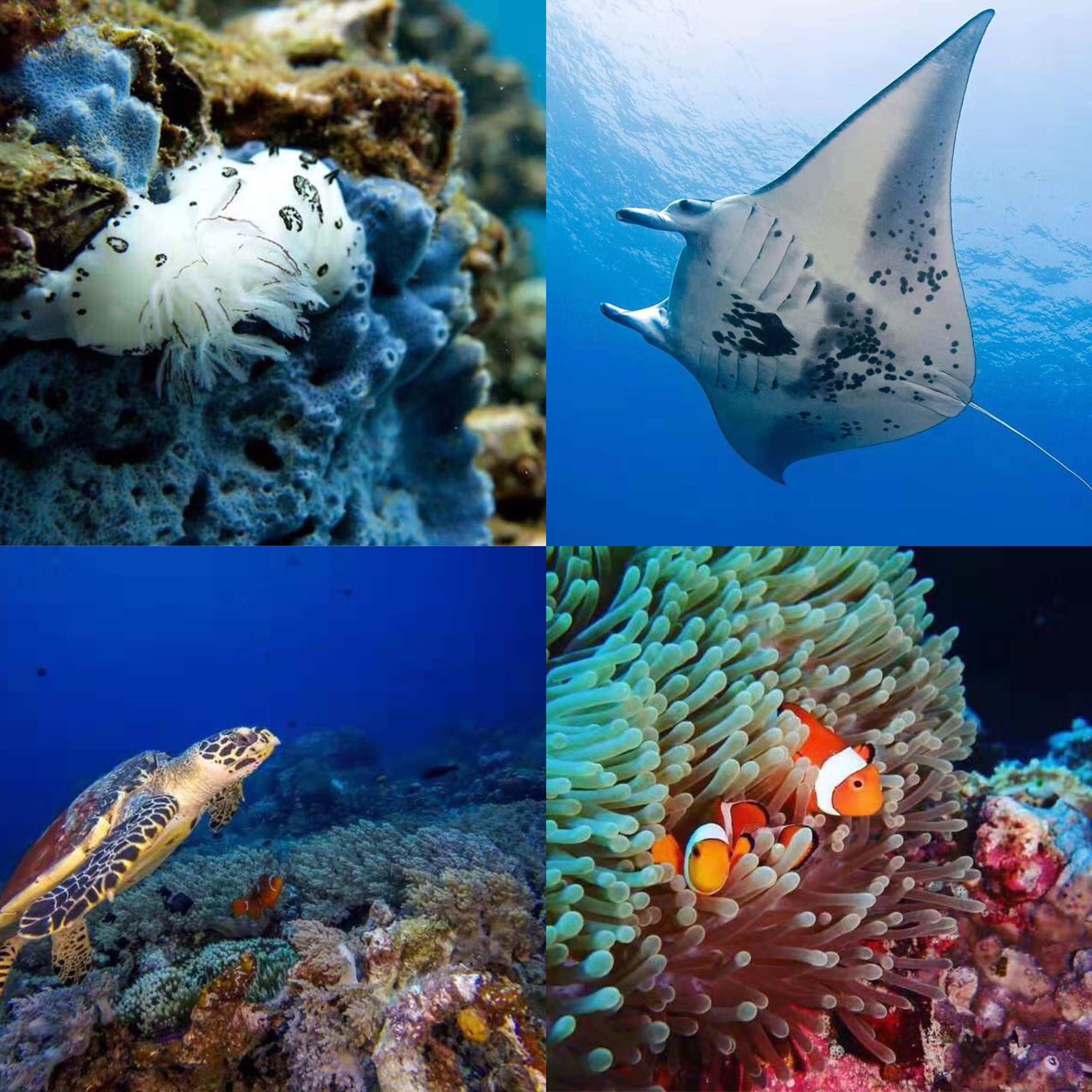 巴厘岛最详细攻略,巴厘岛自由行5天最佳路线