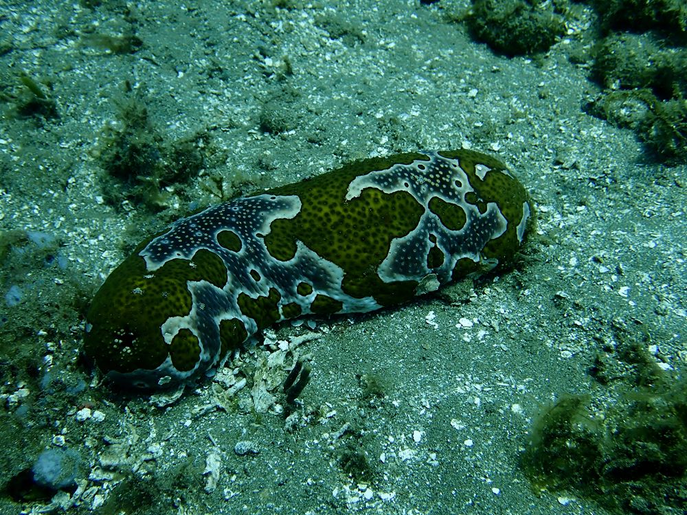 水摄之海参（3）:豹纹海参（安汶）