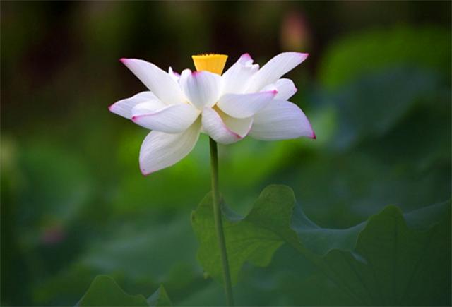 莲君子,莲如何养才能开花