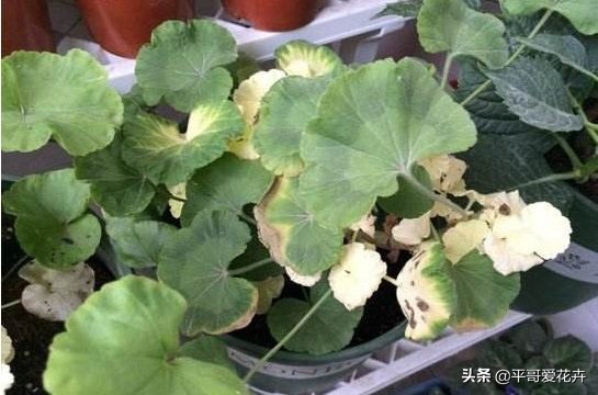 不缺水叶子打蔫了怎么办,夏季中午为什么浇水反而会萎蔫