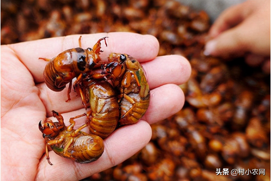 小型养殖什么最赚钱创业项目,农村养殖投资少赚钱快有哪些项目