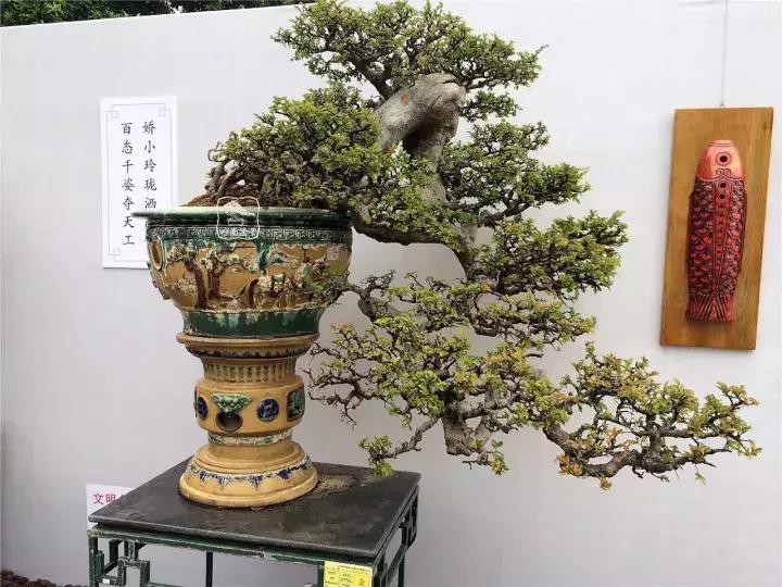 造型极美的盆景一起来欣赏,一组风吹出来的盆景欣赏动感十足