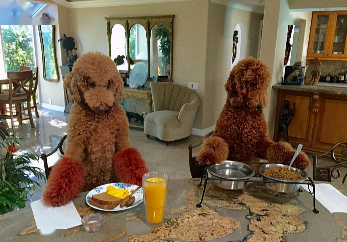 巨型贵宾犬的优缺点分析图片,巨型贵宾犬和巨型泰迪哪个好养活